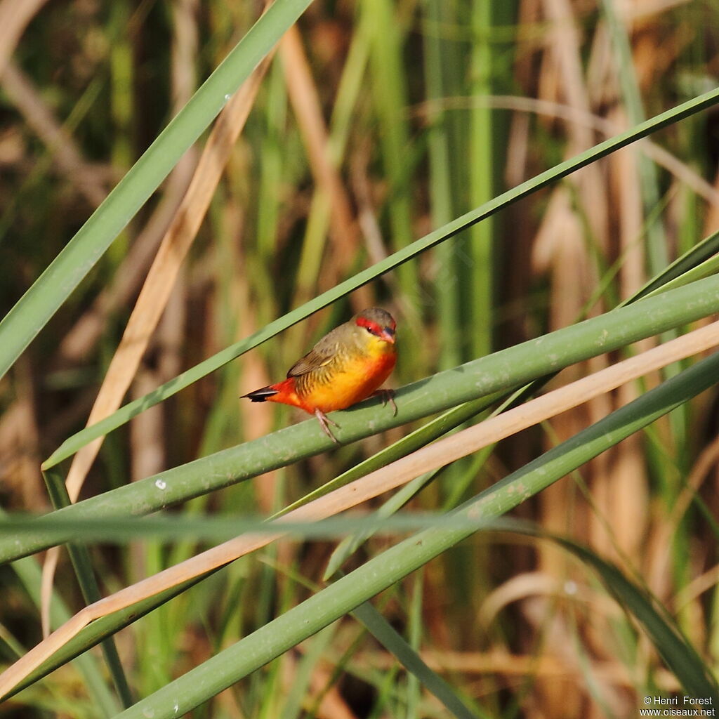 Orange-breasted Waxbill male, identification