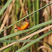 Orange-breasted Waxbill