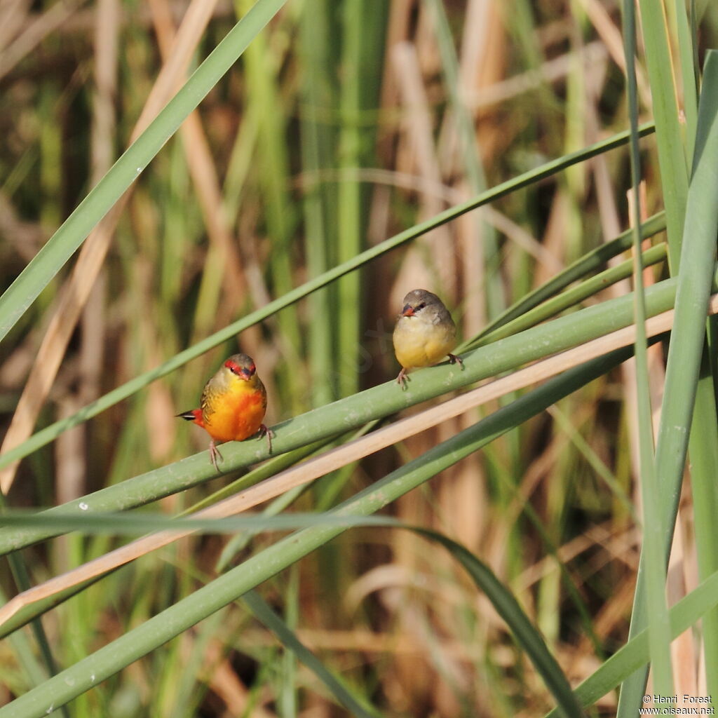 Orange-breasted Waxbilladult breeding, habitat