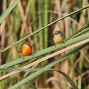 Orange-breasted Waxbill