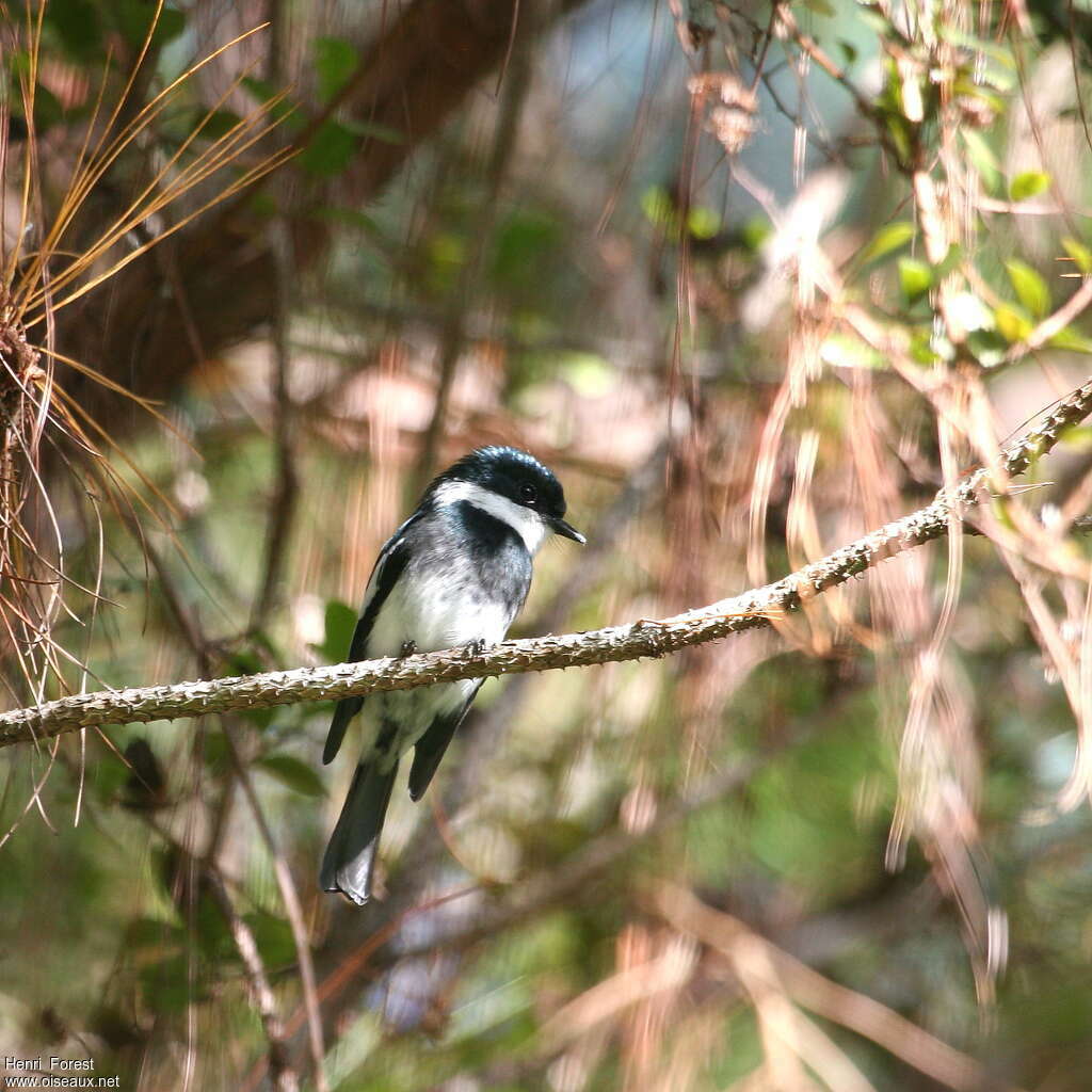 Ward's Flycatcher, identification