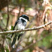 Ward's Flycatcher