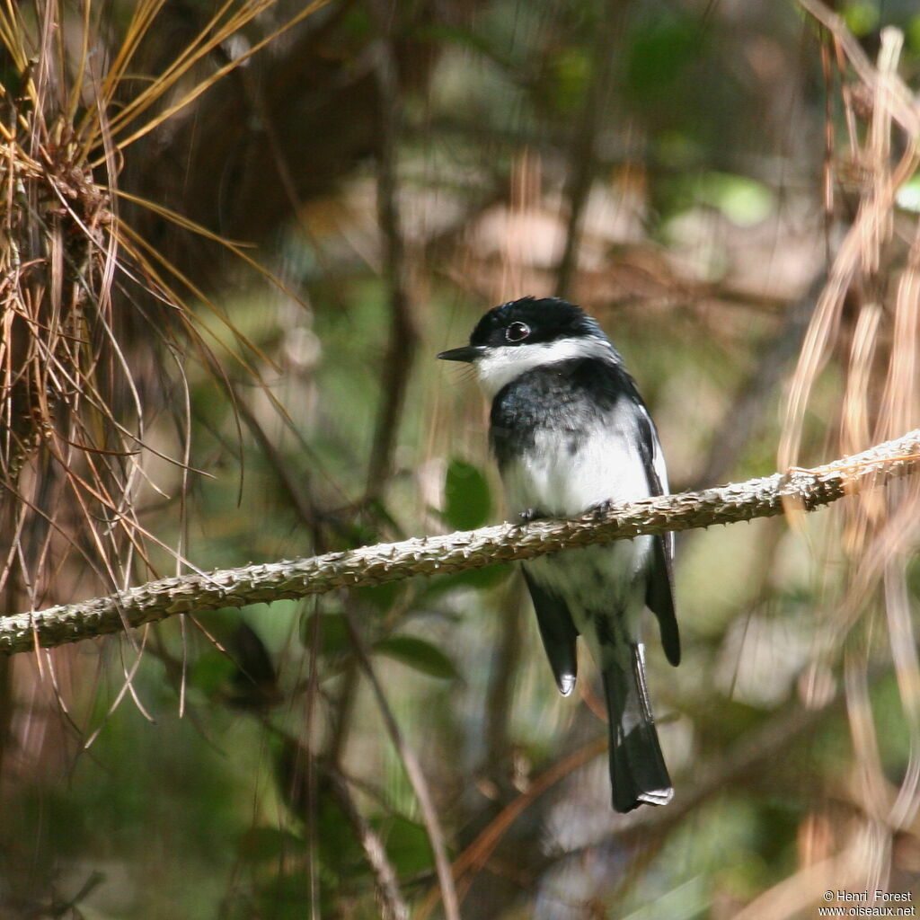 Ward's Flycatcheradult