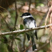 Ward's Flycatcher