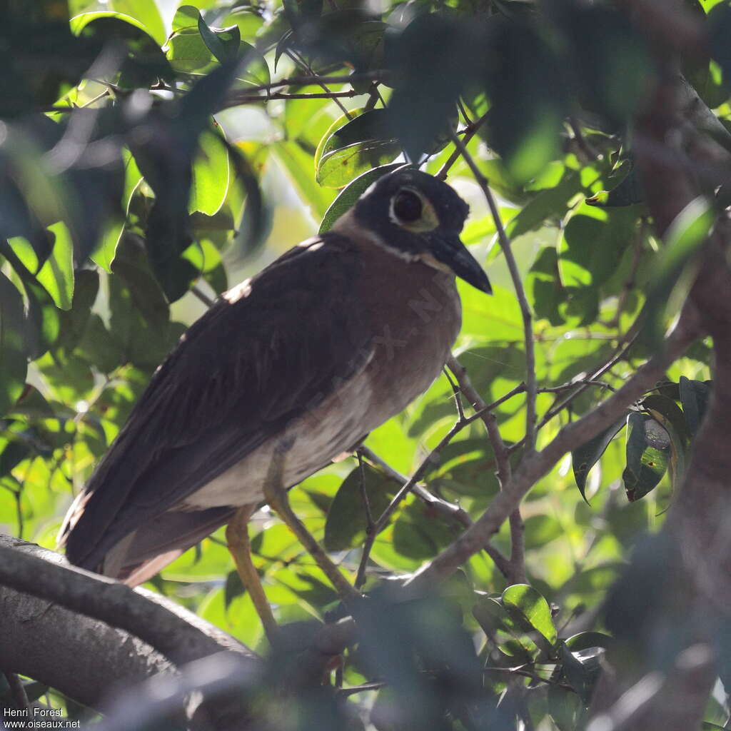 White-backed Night Heronadult