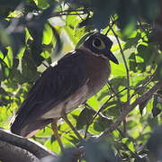 White-backed Night Heron