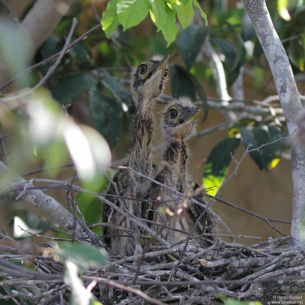 White-backed Night Heron female juvenile, Reproduction-nesting