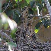 White-backed Night Heron