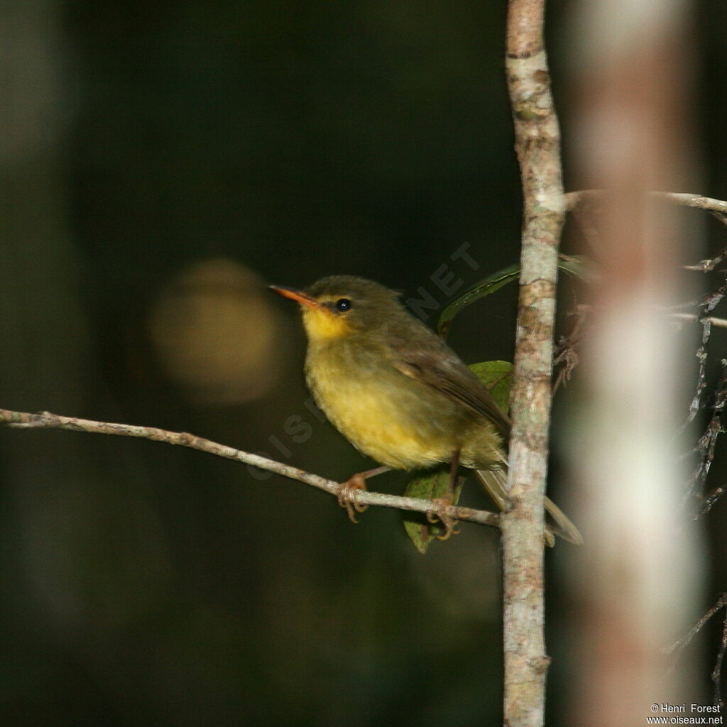 Bulbul à bec court