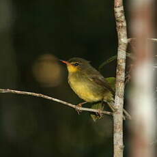 Bulbul à bec court