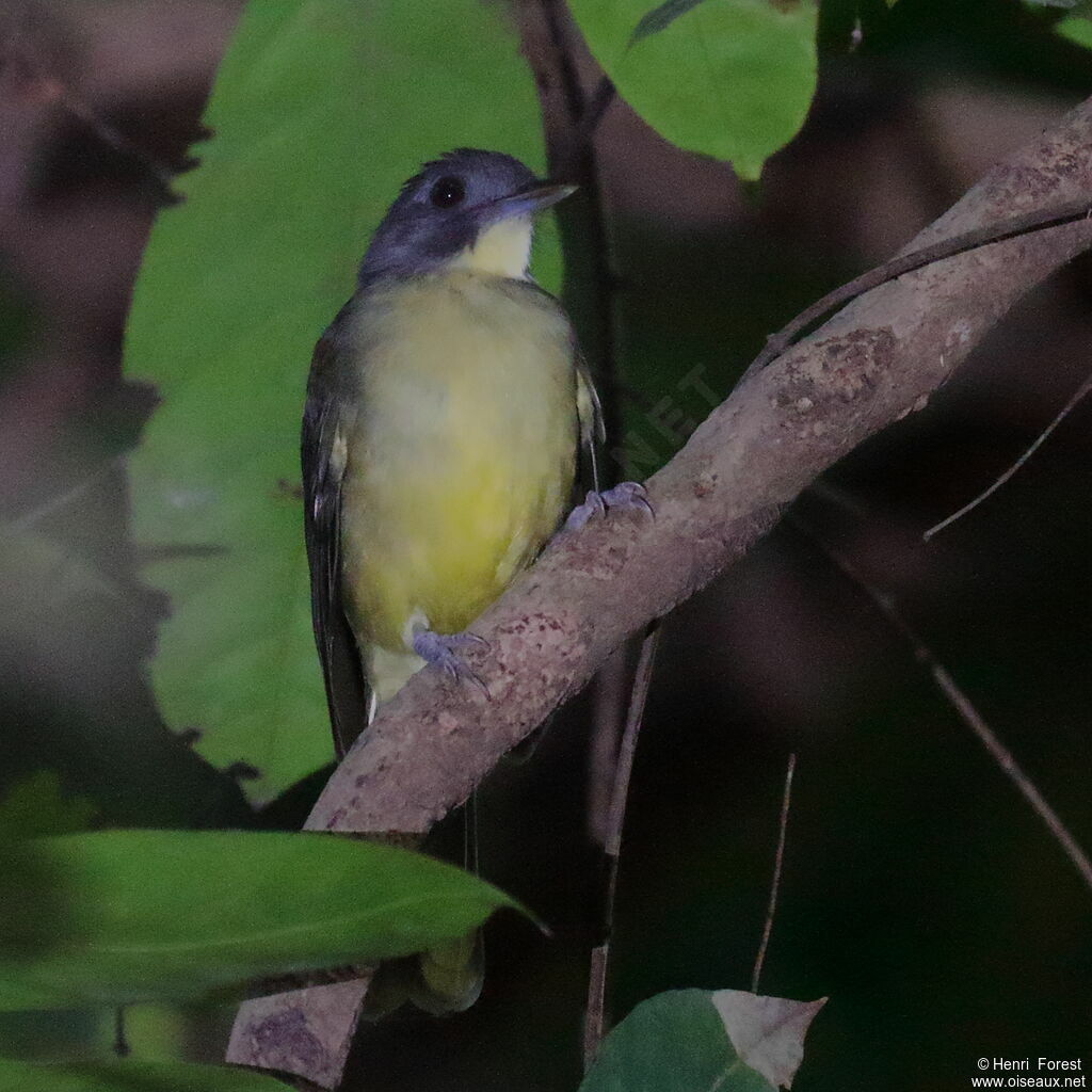 Grey-headed Bristlebill