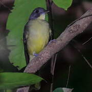 Grey-headed Bristlebill