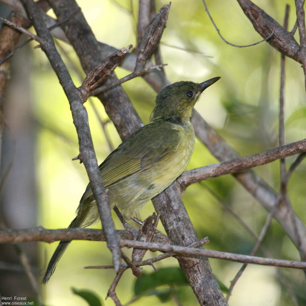 Long-billed Bernieriaadult, identification