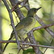 Bulbul tétraka