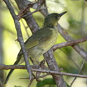 Long-billed Bernieria