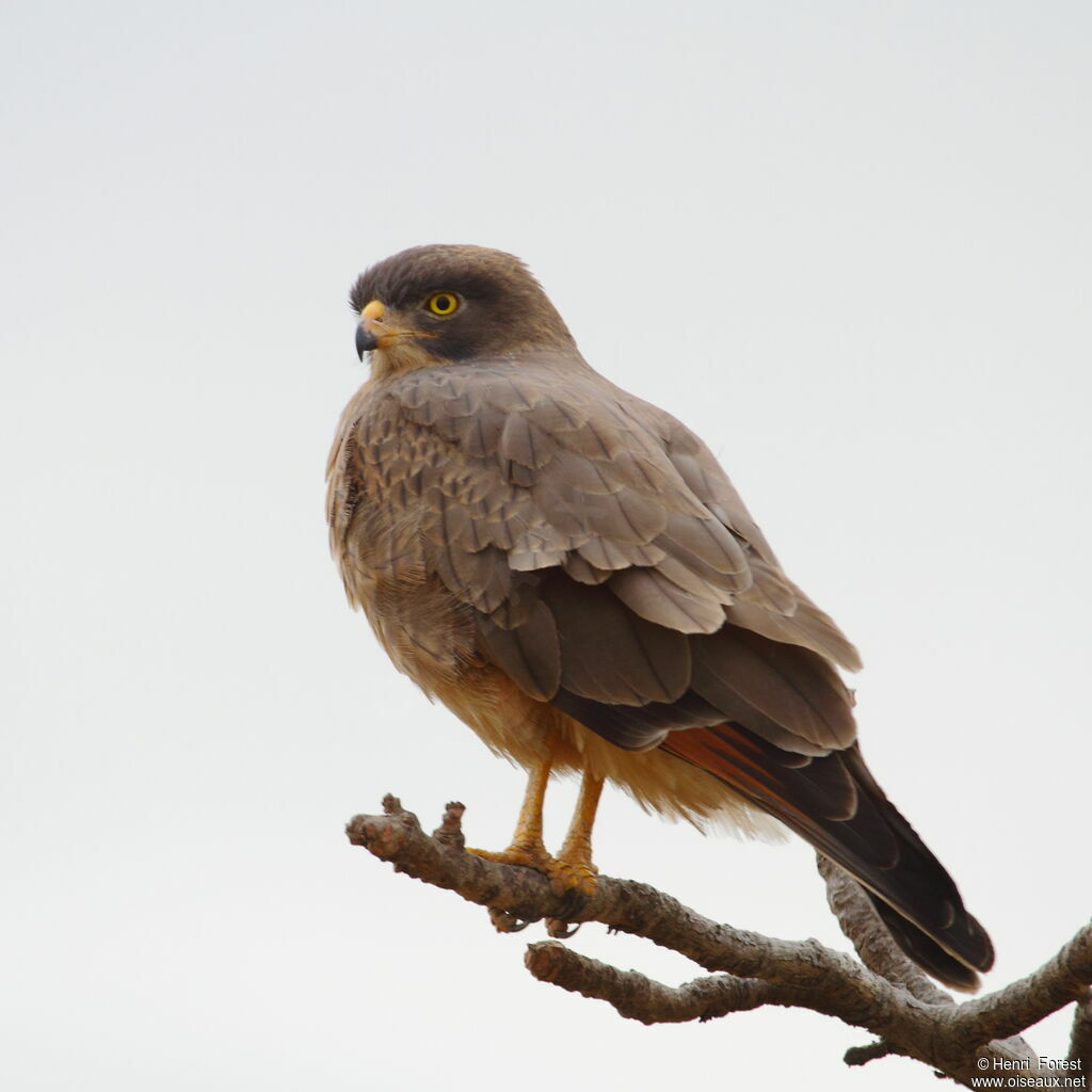 Grasshopper Buzzard, identification