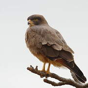 Grasshopper Buzzard