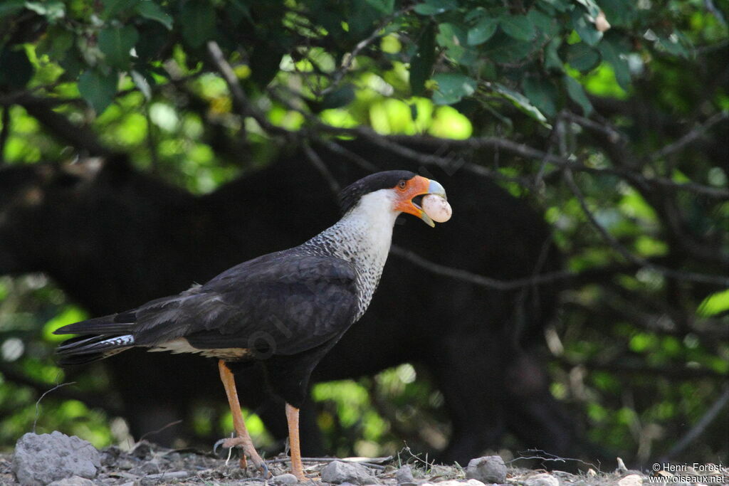 Northern Crested Caracara, feeding habits, eats