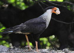 Northern Crested Caracara