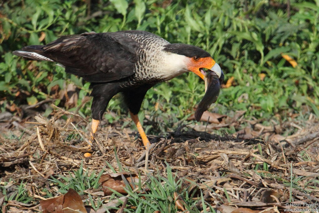 Caracara du Nord, régime, mange