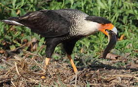 Northern Crested Caracara