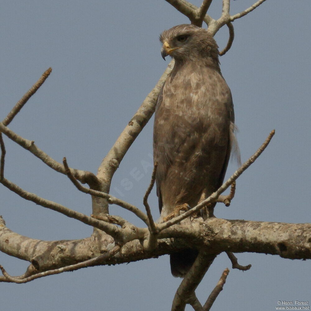 Circaète cendré, identification