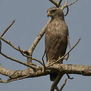 Western Banded Snake Eagle