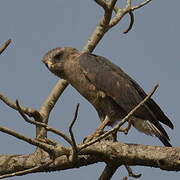 Western Banded Snake Eagle