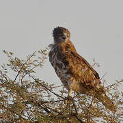 Short-toed Snake Eagle