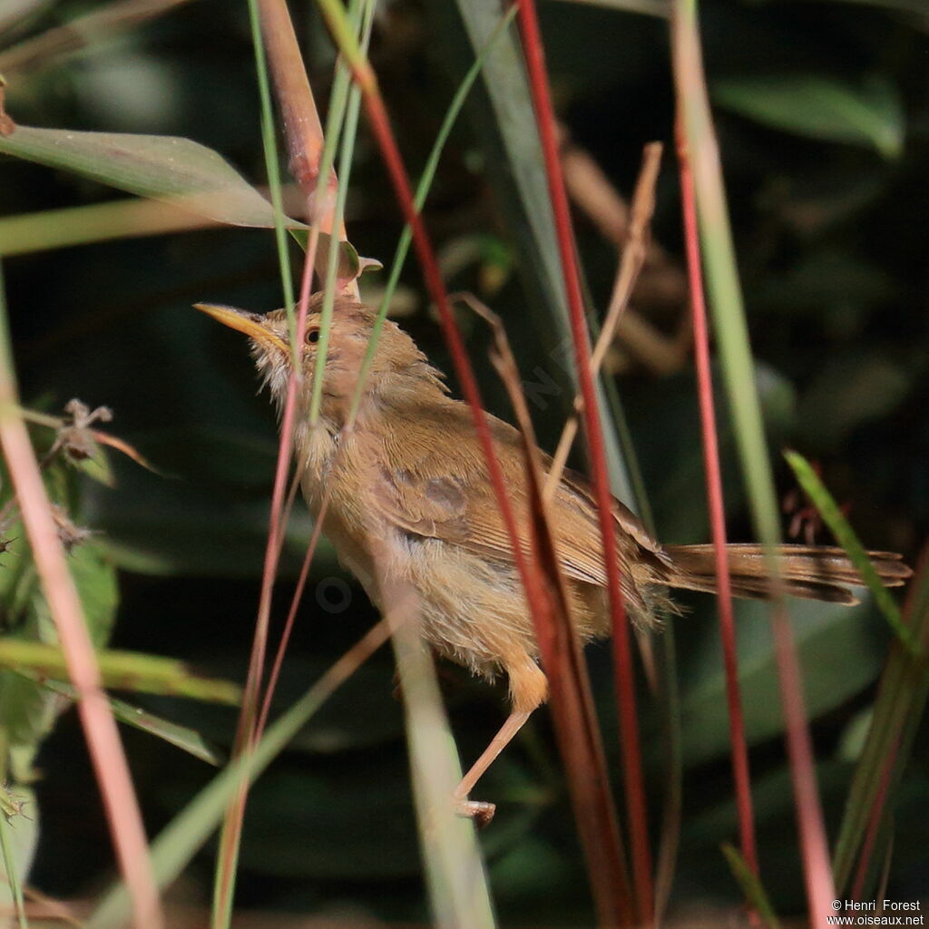 Cisticole rousse, identification