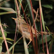 Rufous Cisticola