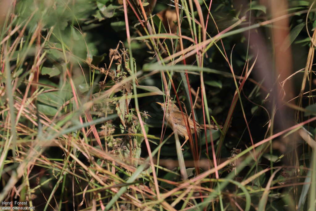 Rufous Cisticola, habitat