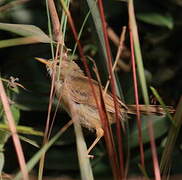 Rufous Cisticola