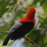 Andean Cock-of-the-rock