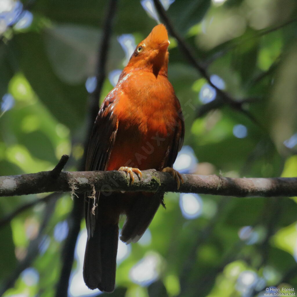 Andean Cock-of-the-rock female adult