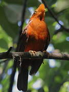 Andean Cock-of-the-rock