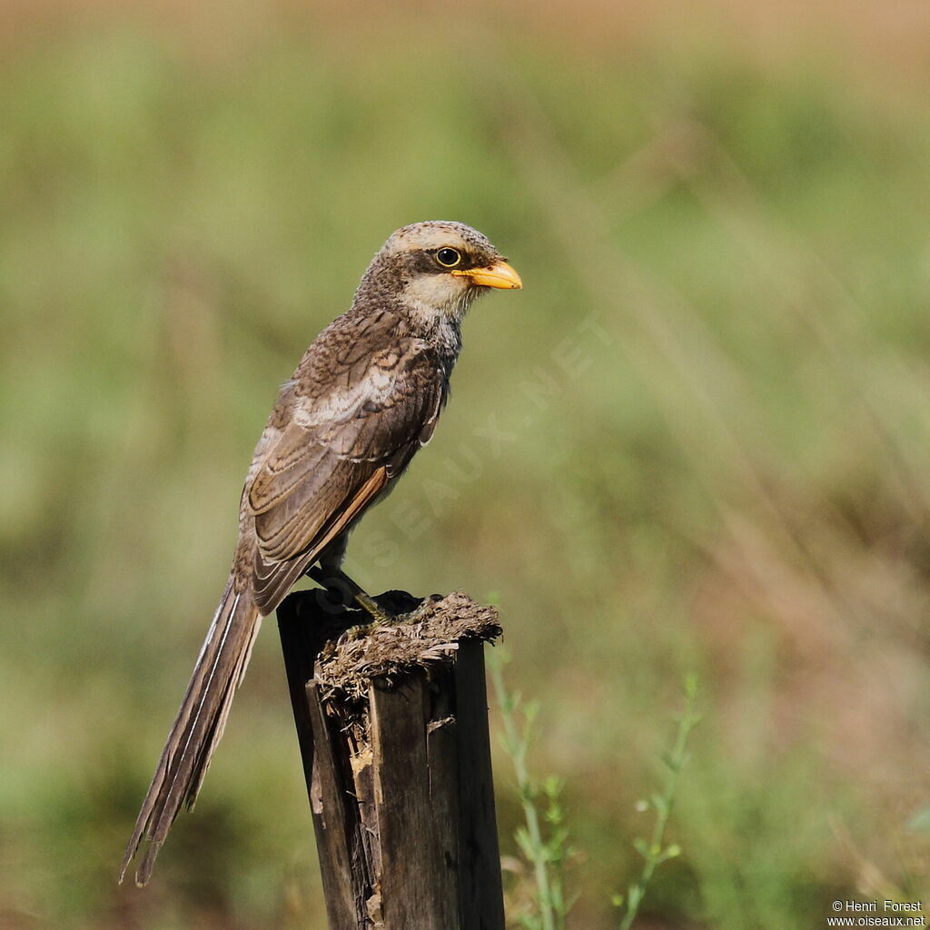 Yellow-billed Shrikeadult, identification