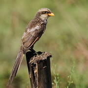 Yellow-billed Shrike