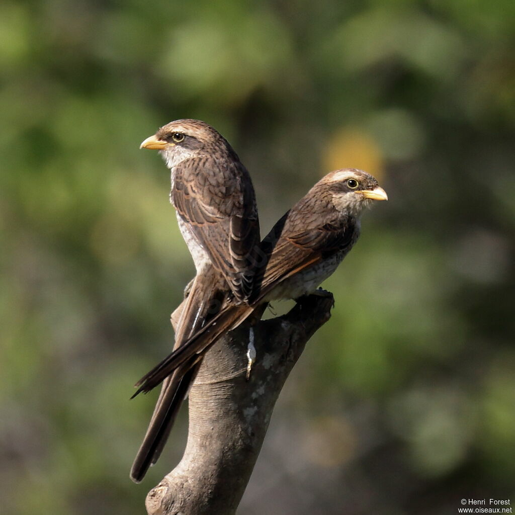 Yellow-billed Shrike, identification