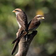 Yellow-billed Shrike