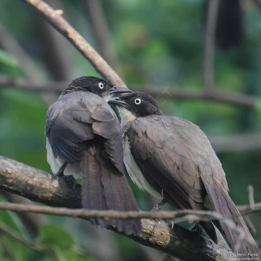 Blackcap Babbler