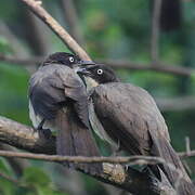 Blackcap Babbler