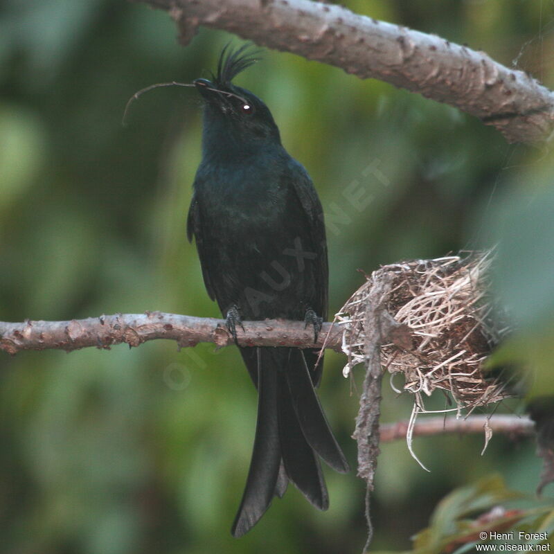 Crested Drongo, identification, Reproduction-nesting