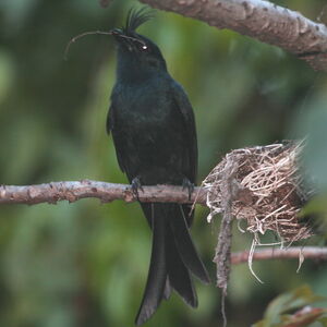 Drongo malgache