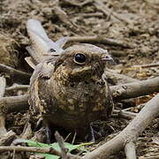 Long-tailed Nightjar