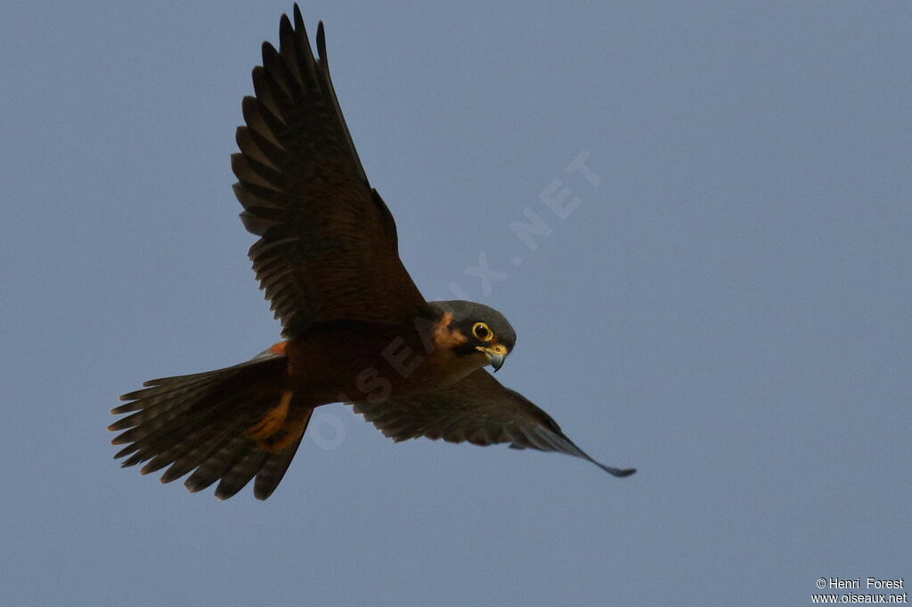 African Hobby, Flight, fishing/hunting