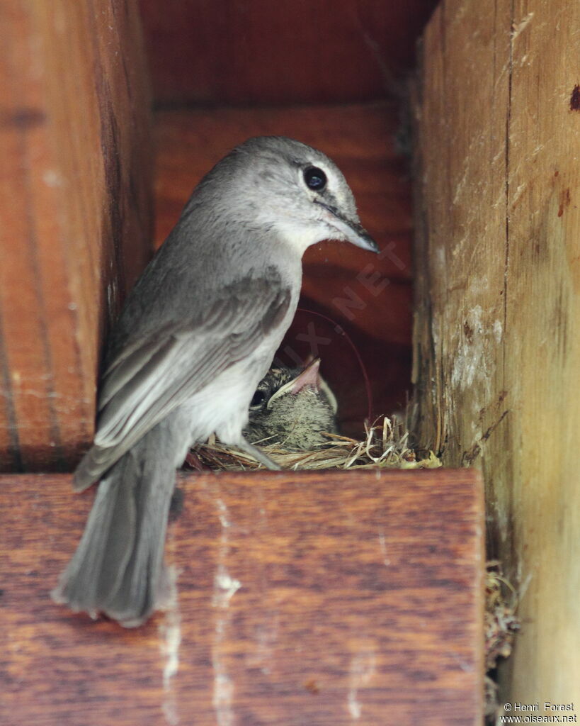 Ashy Flycatcher