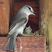 Ashy Flycatcher