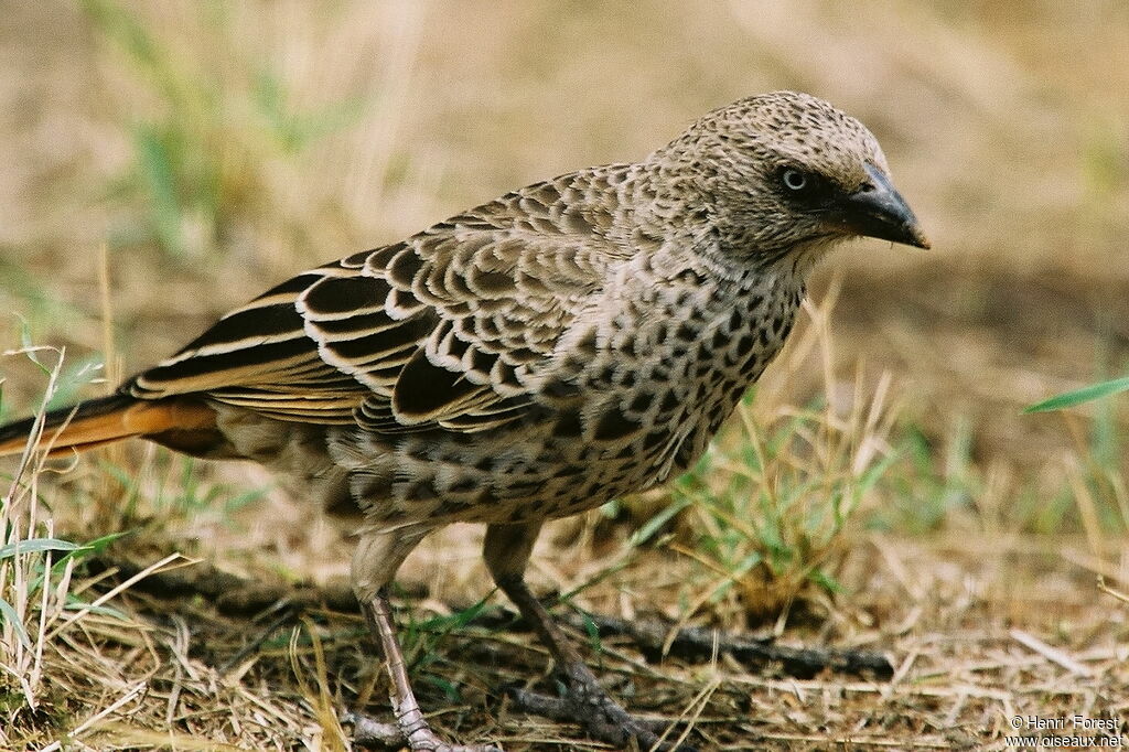 Rufous-tailed Weaver