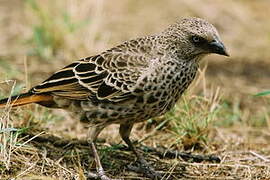 Rufous-tailed Weaver